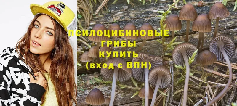 Псилоцибиновые грибы GOLDEN TEACHER  Шлиссельбург 